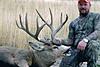 Colorado Muzzleloader Mule Deer Hunt-muledeerbuck3.jpg