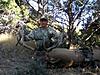 Colorado Archery Elk Hunts-coloradoelk1.jpg