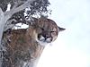 Cougar hunts-056.jpg