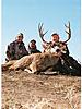 Colorado Mule Deer Rifle Hunts-coloradomuledeer6.jpg