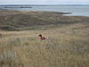 ***Pheasant Hunting and Walleyes in South Dakota***-14410243.jpg