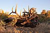 Colorado Rifle Elk Hunts-coloradoelk5.jpg