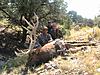 Colorado Archery/Elk Combo Hunt-coloradobullelk5.jpg