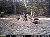 Kansas spring turkey hunt 2015-mdgc0892.jpg