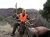 Colorado Late Season Rifle Elk Hunts-coloradoelk3.jpg