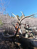 Colorado Archery Trophy Elk Hunt-coloradobullelk.jpg