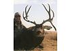 Colorado Mule Deer Hunts-coloradomuledeer5.jpg