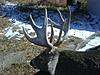 Colorado Eastern Plains Archery Whitetail Hunt-coloradowhitetail4.jpg