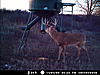 Kansas deer and pheasant/quail hunts available-big-boy.jpg