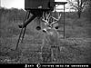 Kansas deer and pheasant/quail hunts available-good-11-pt.jpg