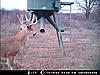 Kansas deer and pheasant/quail hunts available-here-he-again.jpg