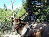 Colorado rifle/archery elk hunts-sheltonrancharcheryelk2.jpg