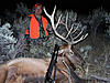 Colorado rifle/archery elk hunts-sheltonranchelk2.jpg