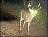 Serb's World of Whitetails goes LIVE!!!-00small55021111.jpg