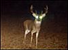 Serb's World of Whitetails goes LIVE!!!-fsgsd.jpg