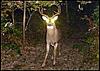 Serb's World of Whitetails goes LIVE!!!-00small15375445.jpg