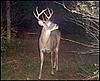 Serb's World of Whitetails goes LIVE!!!-00small11534164.jpg