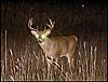 Serb's World of Whitetails goes LIVE!!!-00small56833414.jpg