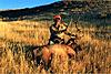 Colorado rifle elk/mule deer combo hunt-bigrackbuck1.jpg