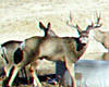 Kansas archery deer/antelope hunt-huntingnet.jpg