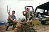 Colorado rifle elk hunts-elk0003.jpg