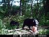 bear pics-mdgc0154_renamed_13896.jpg