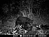 bear pics-mdgc0001_renamed_30530.jpg