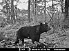 bear pics-mdgc0046.jpg