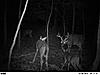 WV Bow Season....Its finally go time!!!-pict0385a.jpg