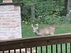 Deer On The Hoof-img_8719.jpg