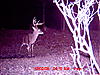 Nice PA Bucks (Pics)-forked-g2_7.jpg