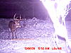 Nice PA Bucks (Pics)-mdgc0059.jpg