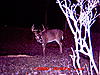 Nice PA Bucks (Pics)-broken-g3_3.jpg