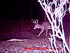 Nice PA Bucks (Pics)-9-point-forked-g2_3.jpg