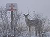 2009 Canadian Hunting Posts-dsc03928.jpg