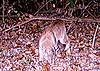 What do ya think? Bobcats??-bobcat-zoomed.jpg