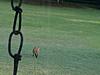 Fox in parent's backyard-fox-yard.jpg