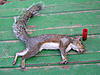 09-10 Squirrel Hunting Contest-pa010035.jpg