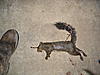 09-10 Squirrel Hunting Contest-pa200067.jpg