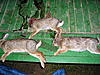 Got 3 rabbits!!!-pa220071.jpg