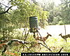 Texas deer pics!-game-cam-145.jpg