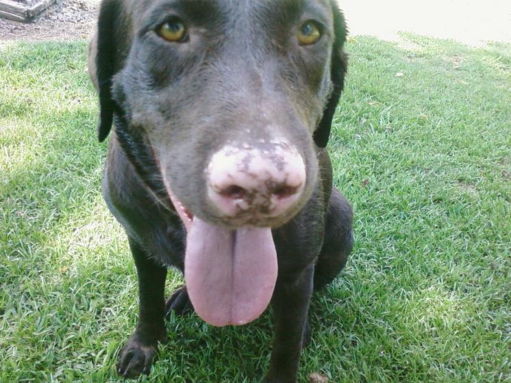 dog's nose is turning pink