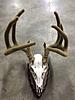 Whitetail deer in velvet European mount-velvetafterfront.jpg