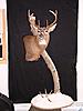  Photos of Taxidermy work-my-taxidermy-2009-060-resized.jpg