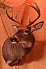  Photos of Taxidermy work-jons-mount.jpg