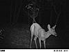 Bushnell Trophy Cam XLT-trail-camera-pics-004.jpg