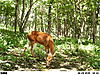 Bushnell Trophy Cam XLT-trail-camera-pics-036.jpg