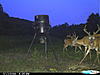 New-trail-cam-285.jpg