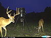 New-trail-cam-292.jpg