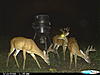 New-trail-cam-335.jpg